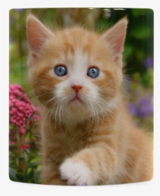 Cute Ginger Kitten Funny Baby Pet Animal In A Garden - Tabby Cat, HD Png Download, Transparent PNG