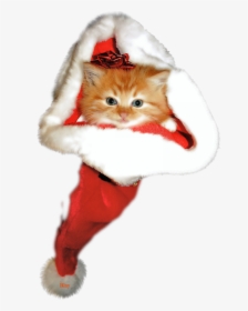 Kitten Christmas Png, Transparent Png, Transparent PNG