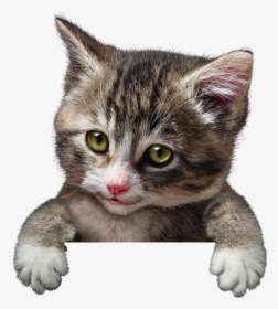 Cute Kitten Animal - Cat Holding Sign, HD Png Download, Transparent PNG