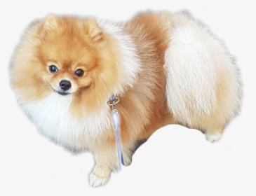 #pomeranian - German Spitz Klein, HD Png Download, Transparent PNG