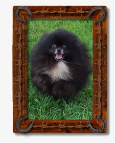 Pomeranian, HD Png Download, Transparent PNG
