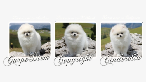 Our Puppies Leaving For The New Homes - Pomeranian, HD Png Download, Transparent PNG