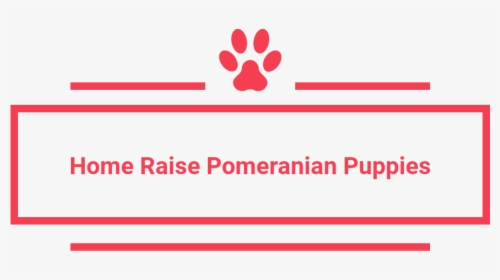 Home Raise Pomeranian Puppies - Carmine, HD Png Download, Transparent PNG