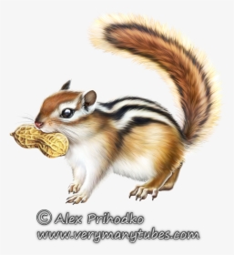 Chipmunk Clipart Animal Eating - Fox Squirrel, HD Png Download, Transparent PNG