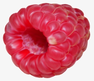 Raspberry, HD Png Download, Transparent PNG