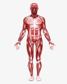 Human Muscle Anatomy Png, Transparent Png, Transparent PNG