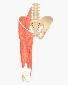 Pelvic Girdle Muscles Unlabeled, HD Png Download, Transparent PNG
