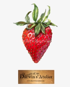 Strawberry W Logo W Watermark - Strawberry, HD Png Download, Transparent PNG