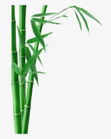 Bamboo Transparent Background, HD Png Download, Transparent PNG