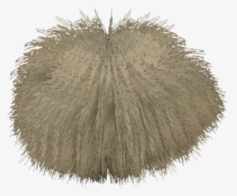 Tree, HD Png Download, Transparent PNG