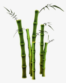 Transparent Bamboo Plant Png, Png Download, Transparent PNG