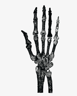 Vintage Skeleton Vintage Illustration Hand Free Photo - Skeleton Png For Picsart, Transparent Png, Transparent PNG