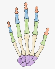 Skeleton Hand Png, Transparent Png, Transparent PNG