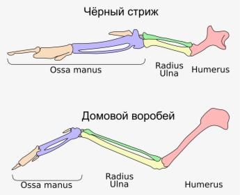 Стриж Спит В Воздухе, HD Png Download, Transparent PNG