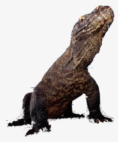 Komodo Dragon Clipart, HD Png Download, Transparent PNG