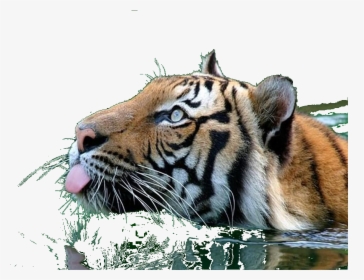 Tiger Clipart Swimming - Tiger Gif Png, Transparent Png, Transparent PNG