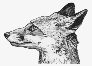 Fox Head Png Clipart - Drawing Of Black Fox, Transparent Png, Transparent PNG