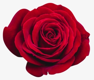 Red Rose Isolated - Floribunda, HD Png Download, Transparent PNG