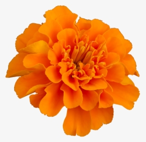 Mexican Marigold Flower Pot Marigold Plant Household - Transparent Marigold Flower Png, Png Download, Transparent PNG