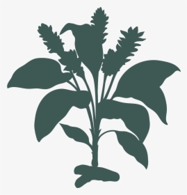 Turmeric Plant , Png Download - Turmeric Plant Turmeric Diagram, Transparent Png, Transparent PNG