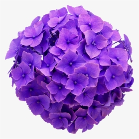 Hydrangea Real Flower Purple Cute Beautiful Freetoedit - Hydrangea Flower Purple Png, Transparent Png, Transparent PNG