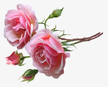 Pink Roses, HD Png Download, Transparent PNG