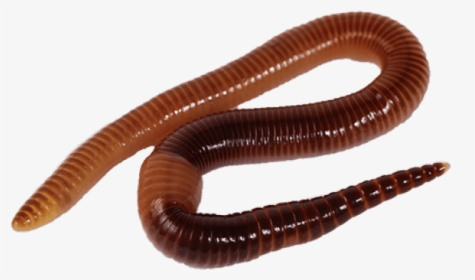 Worms Png Transparent Images - Transparent Earthworm Png, Png Download, Transparent PNG