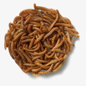 Mealworms Png, Transparent Png, Transparent PNG