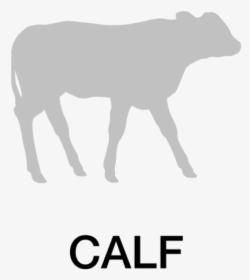Calf Icon - Calf, HD Png Download, Transparent PNG