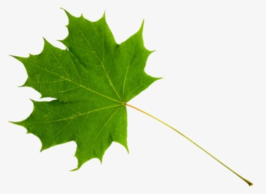 Green Maple Leaf Png - Sugar Maple Leaf Stem, Transparent Png, Transparent PNG