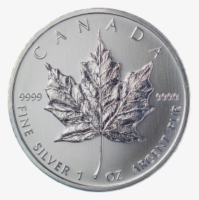 Canadian Silver Maple - Cash, HD Png Download, Transparent PNG