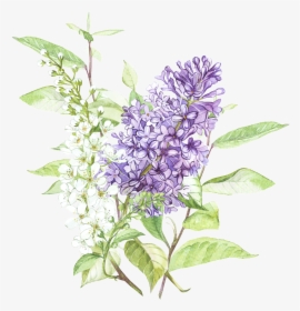 Beautiful Hand Painted Wisteria Flower Transparent - Lilac Flower Painting, HD Png Download, Transparent PNG