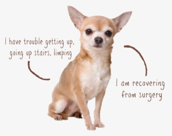 Littles Joint - Asthma Hound Chihuahua, HD Png Download, Transparent PNG