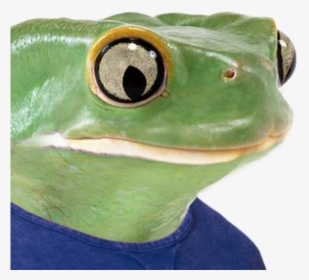 T-shirt Frog Amphibian Ranidae - Pepe Frog Real Meme, HD Png Download, Transparent PNG