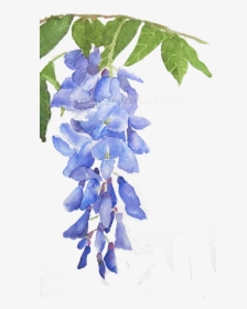 Delphinium Drawing Wisteria, HD Png Download, Transparent PNG