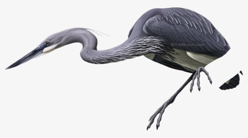 White Bellied Heron Png, Transparent Png, Transparent PNG