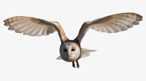 Barn Owl Clip Art - Barn Owl Png, Transparent Png, Transparent PNG