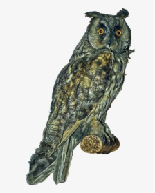 Owl, Long Eared Owl, Scops-owl, Bird, Bird Of Prey - Long Eared Owl Png, Transparent Png, Transparent PNG