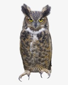 Owls Png Images Free Download, Bird Owl Png - Great Horned Owl Png, Transparent Png, Transparent PNG