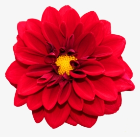 Flower Png Image - Bloem, Transparent Png, Transparent PNG