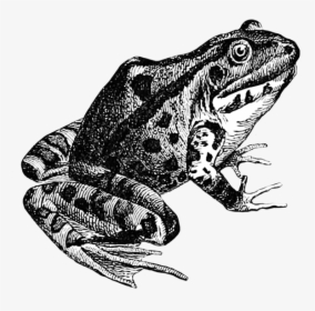 Frog Sketch - Frog Sketch Png, Transparent Png, Transparent PNG