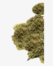Buds Group - Marijuana Buds Png, Transparent Png, Transparent PNG