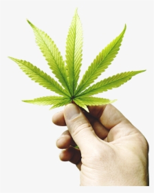 Hand With Cannabis Leaf, HD Png Download, Transparent PNG