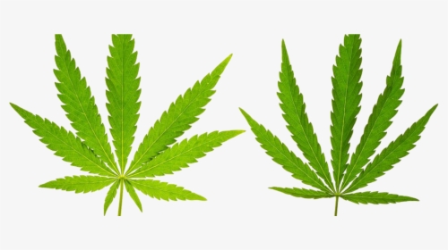 Marijuana Leaf, Hd Png Download , Png Download - Marijuana Leaf, Transparent Png, Transparent PNG