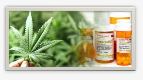 New On-line Cannabis Workplace Safety Course - Plant Based Pharmaceuticals, HD Png Download, Transparent PNG