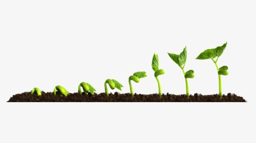 Grow Png Transparent Picture Growing Plant - Plants Growing, Png Download, Transparent PNG