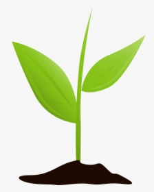 Growing Plant Mtq - Transparent Background Plant Growing, HD Png Download, Transparent PNG