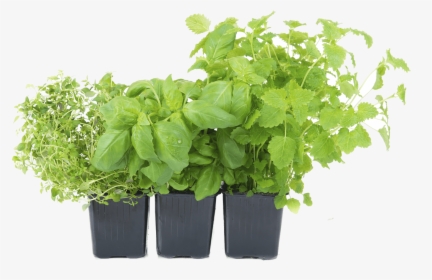 Herb Png Images All - Vegetable Garden Png, Transparent Png, Transparent PNG