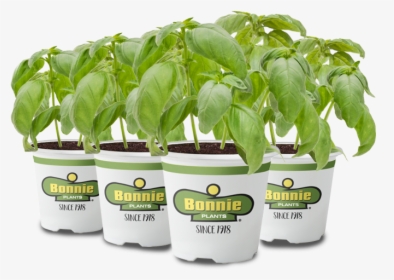 Explore What You Can Grow With The Miracle-gro® Twelve - Scott's Planting Bonnie, HD Png Download, Transparent PNG