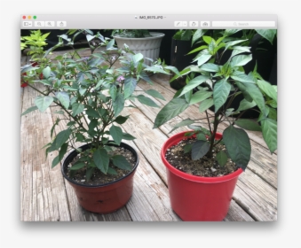 Two Same Plants Growing, HD Png Download, Transparent PNG